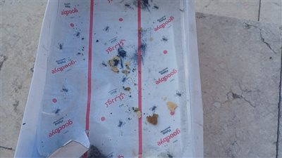 القوارض والحشرات تهاجم هندسة الإسكندرية| الموظفون يتقدمون بشكوى.. والإدارة ترد