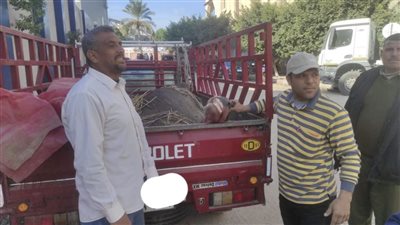 قبل بيعها.. ضبط جزار وآخرين لذبحهم جاموسة نفقت خلال الولادة في البحيرة
