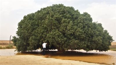 شكل ورق السدر.. من طعام الجنة وأساطير عجيبة تربطه بالجن 