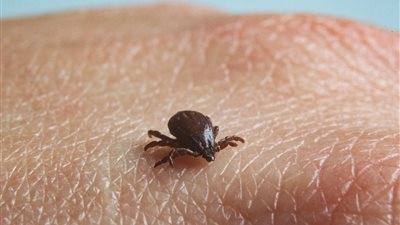 السلطات الأمريكية تحذر من السفر للمكسيك بسبب انتشار حمى الروكي