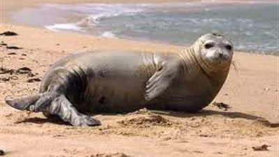 نفوق مئات من الفقمة الصغيرة في جزيرة جنوب القارة القطبية بسبب إنفلونزا الطيور