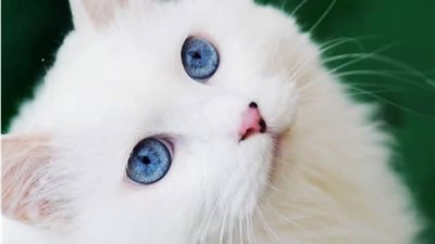 10 أسماء قطط إناث بيضاء.. أبرزها ثلجة ولؤلؤة