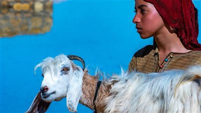 فيلم The Goat يفوز بـ 5 جوائز في 3 مهرجانات عالمية مختلفة