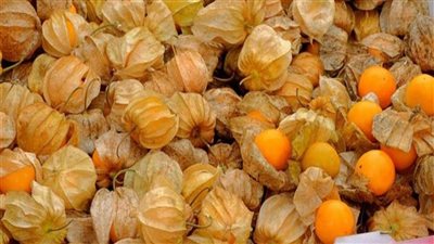 منها تعزيز صحة الجهاز الهضمي والعين.. 10 فوائد للحرنكش