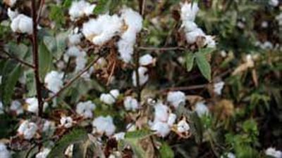 الذهب الأبيض.. الانتهاء من حصاد 3649 فدان قطن بالمنوفية