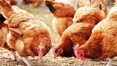 الساسو بـ 82 جنيها.. ارتفاع جديد في أسعار الدواجن بالأسواق اليوم الأربعاء 