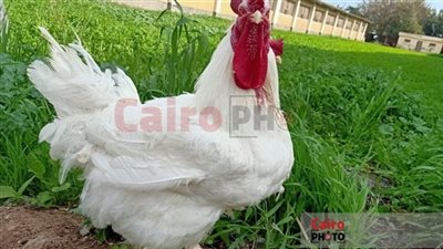 دفع ثمن الأعلاف من أمواله.. إحالة دكتور بالبحوث الزراعية للتحقيق لرفضه القضاء على سلالات الفراخ الجديدة