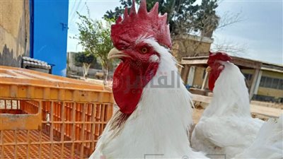 بعد إنتاج أول فرخة وديك مصريين.. القضاء على سلالات الفراخ المصرية داخل مركز البحوث الزراعية 