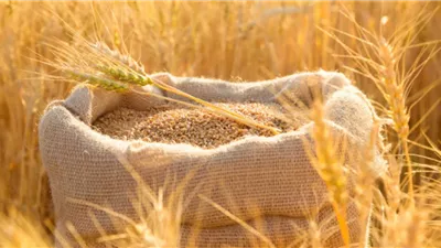  توريد 4000 طن قمح إلى شون الوادي الجديد
