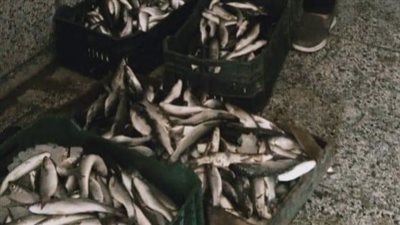 ضبط كمية من الأسماك الماكريل والكبدة غير صالحة للاستهلاك الآدمي بكفر الشيخ