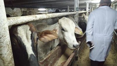 بعد نشر “القاهرة 24”.. الزراعة تُشكل لجنة لفحص شحنة مواشي مستوردة بها 34 عجلًا نافقًا (مستندات)