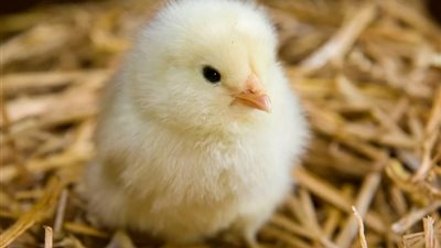 تعرف على أسعار الكتاكيت اليوم الاثنين 1-6-2020 بالتفصيل