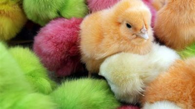 الآن.. اعرف أسعار الكتاكيت اليوم الأربعاء 3-6-2020