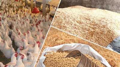 “الزراعة” تضبط 14 ألف طن خامات وأعلاف غير صالحة بمحافظة البحيرة