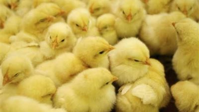 تعرف الآن على أسعار الكتاكيت اليوم 16-6-2020 بالتفصيل