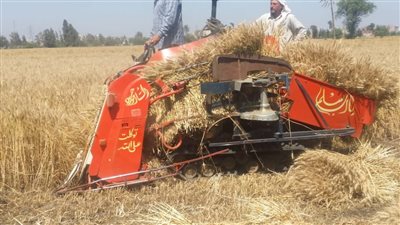 “التموين والتجارة الداخلية” تنفي شائعة إغلاق باب توريد القمح للموسم الحالي