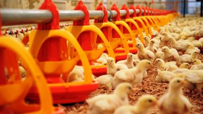 أسعار الكتاكيت اليوم.. أسعار البيض في أسواق مصر اليوم 22-6-2020 في الأسواق