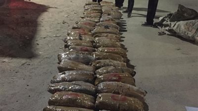 ضبط 100 شجرة بانجو مزروعة بكفر الشيخ