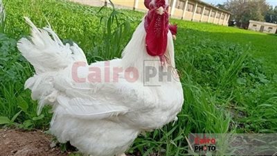 الزراعة تنفي ومركز البحوث يحقق.. القصة الكاملة لذبح سلالات دواجن مصرية 