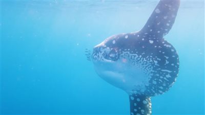 هل يشكل وجودها خطر على الإنسان؟.. ظهور سمكة المولا مولا قبال سواحل مرسى علم| بث مباشر