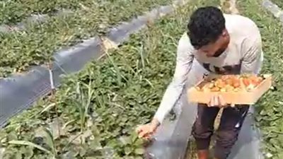 بدء حصاد الفراولة بالمنوفية.. وأحد المزارعين: بنصدرها للدول العربية| بث مباشر 