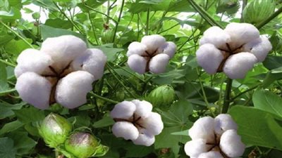 القطن المصري والشيكولاته السويسرية في صدارة قائمة الهدايا الدولية لعيد الميلاد