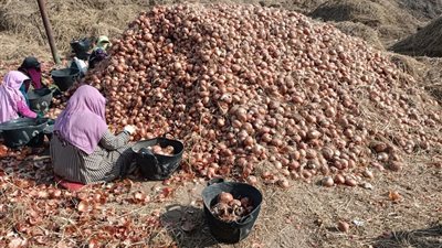 ضربة موجعة للمحتكرين.. جهاز حماية المستهلك يضبط 4 آلاف طن بصل في المنصورية بالجيزة