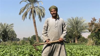 مضاد للسرطان ومعزز لصحة القلب..الأقصر تكتسي بالأخضر بموسم زراعة الخس 