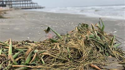 ظاهرة غريبة.. ورد النيل يغطى شاطئ البحر المتوسط ببورسعيد| صور 