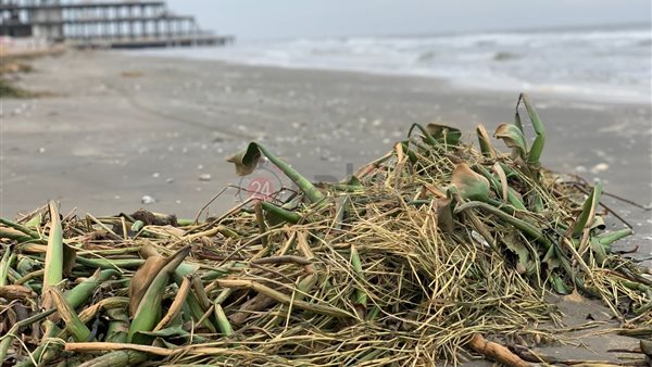 ورد النيل علي شاطئ