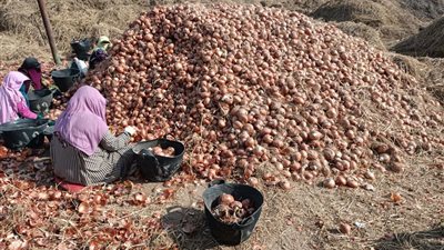 مصادر بالزراعة تكشف حقيقة ضبط 150 ألف طن بصل في الجيزة