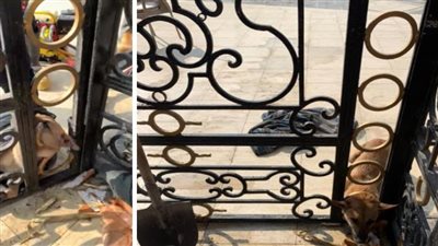 الحماية المدنية تنقذ كلبًا عالقًا بـ بوابة حديدية في الفيوم| صور