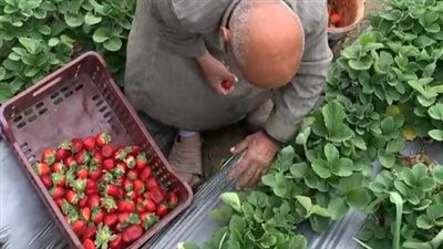 عودة أذونات استيراد الفراولة المصرية على المنصة الإلكترونية السعودية