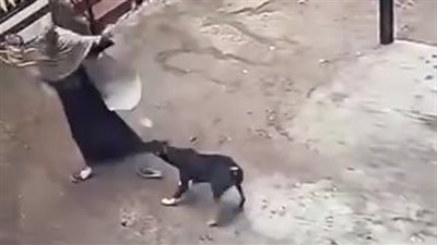 الطب البيطري يكشف سبب هجوم كلب على مواطنين بالغربية: أنثى أخذوا منها أولادها 