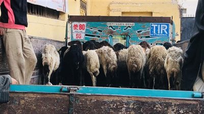 تسليم 120 رأس ماشية بقرية ماقوسة بمركز المنيا ضمن برنامج فرصة