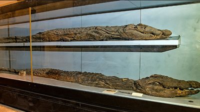 المتحف المصري بالتحرير ينشر صورا حديثة لـ مومياوات تمساح النيل الكبير 