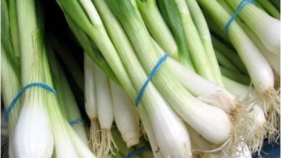 فوائد تناول البصل الأخضر ومخاطر الإفراط فيه