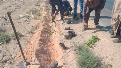 زراعة 200 شجرة مثمرة وزينة بمركزي سمالوط وبني مزار بالمنيا