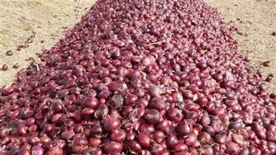 تراجع كبير.. سعر البصل بالأسواق في بداية السنة الجديدة 2024