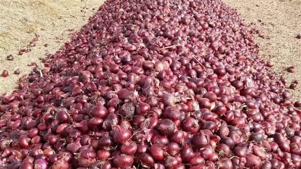 أسعار البصل