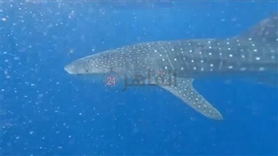 ظهور الحوت بهلول صديق الإنسان أمام سواحل مرسى علم