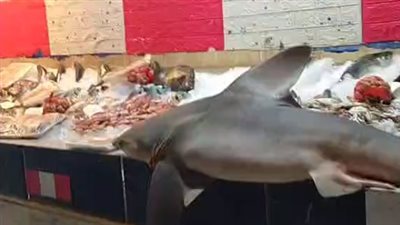 المرجان بـ 120.. تعرف على أسعار الأسماك داخل أسواق المنوفية| بث مباشر 