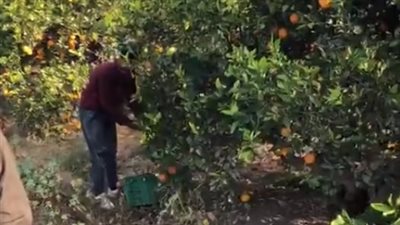 الإنتاج وفير.. سعادة بين المزارعين أثناء جني محصول البرتقال بالقليوبية | بث مباشر 