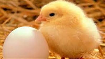  أسعار الكتاكيت البيضاء اليوم.. الساسو يصل لـ 17 جنيها