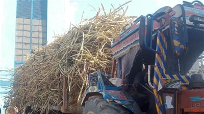 التموين: توريد 135 ألف طن قصب سكر منذ بداية موسم الحصاد