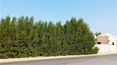 يعرضنا للموت.. أهالي عزبة رحيل بالفيوم يشتكون من سور شجري على طريق بحيرة قارون