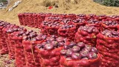 شعبة الخضراوات تكشف الموعد النهائي لـ تراجع أسعار البصل الأحمر