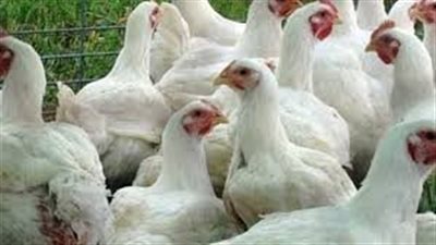 أسعار الفراخ والكتاكيت اليوم في بورصة الدواجن