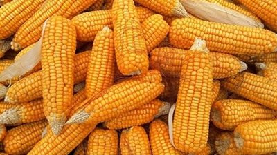 300 جنيه زيادة في أسعار طن حبوب الأعلاف بالأسواق