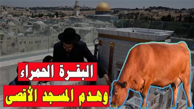 بعد البقرة الحمراء.. دعاء أنس بن مالك ضد الأعداء وحماية المسجد الأقصى